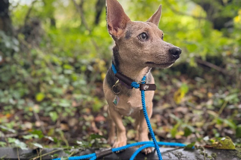 durable nylon chew toys for dogs-Thin Rope Slip Lead for Dogs - 1.4m Long