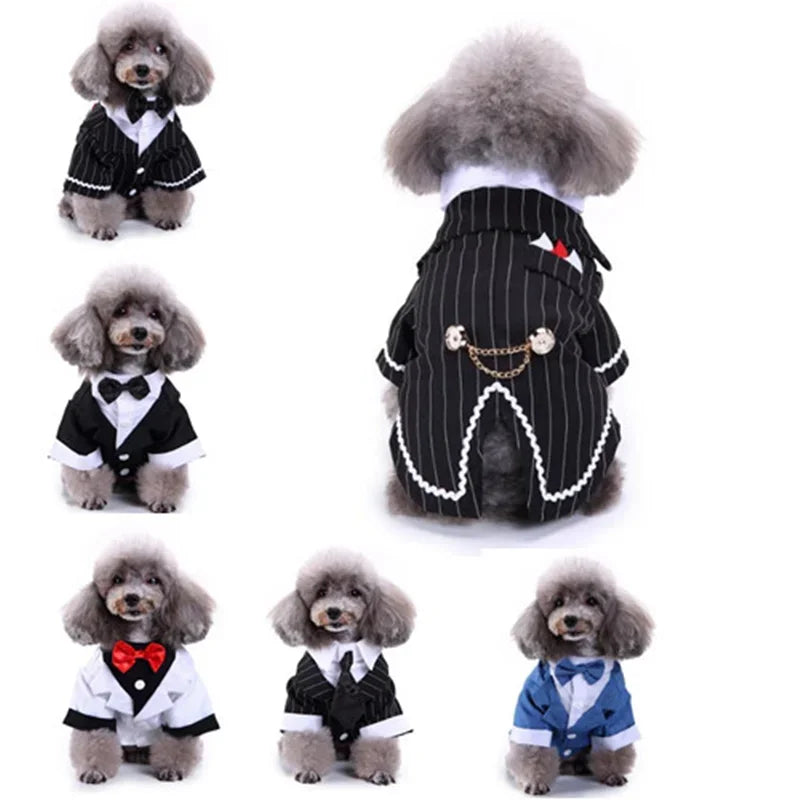 chew-proof rabbit water bottle-Cute Dog Tailcoat Suit