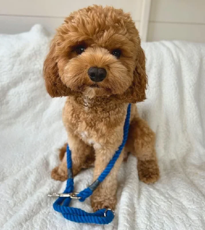 automatic self-cleaning litter box-Soft Rope Dog Lead - Hand Spliced with Trigger Hook - Handmade in England