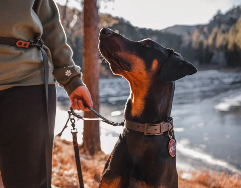 best dog food for small breeds-Two-Tone BioThane Multi-Way Leash